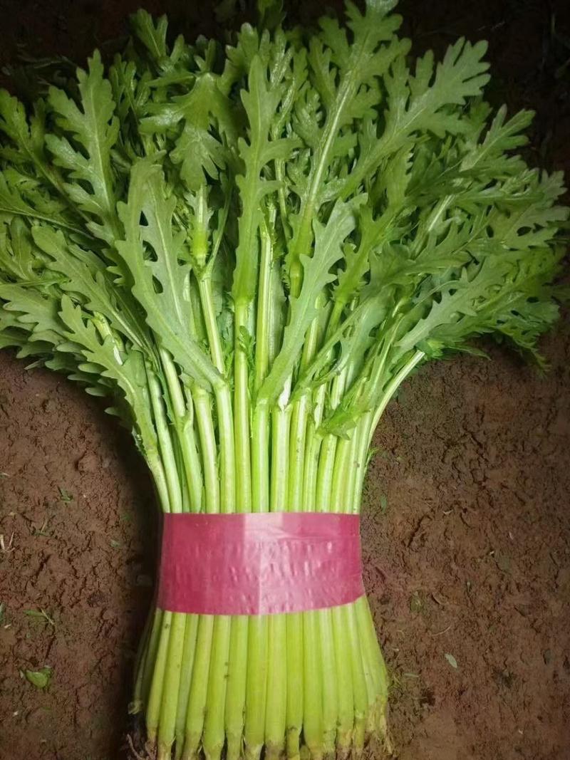 河北邯郸产地精品茼蒿，颜色绿，价优，欢迎老板采购