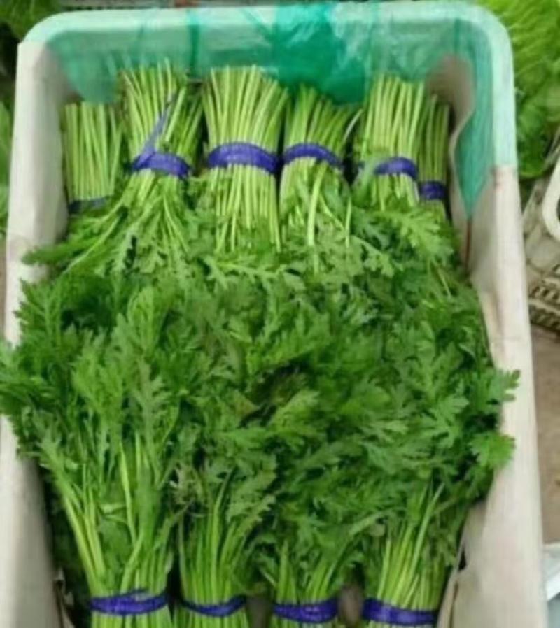 河北邯郸产地精品茼蒿，颜色绿，价优，欢迎老板采购