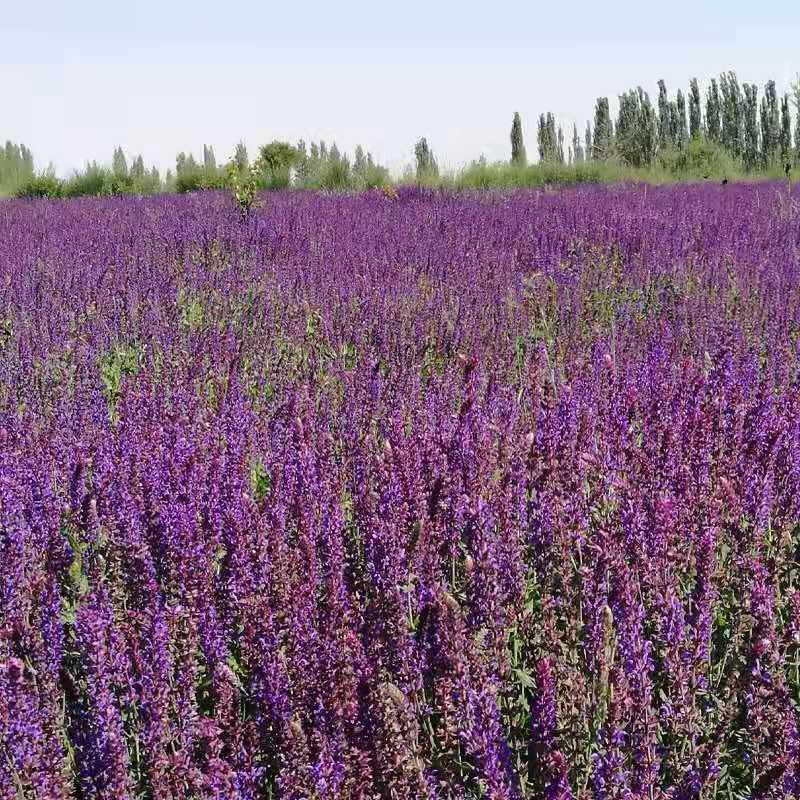 蓝花鼠尾草花种子一串兰花籽多年生耐寒四季播庭院景观花卉种