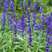 蓝花鼠尾草花种子一串兰花籽多年生耐寒四季播庭院景观花卉种
