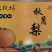 山东青岛胶州市千亩秋月梨9月1日左右大量上市