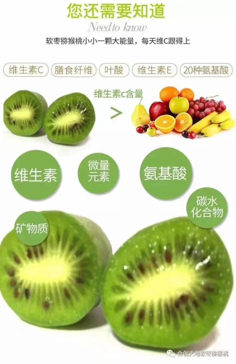 软枣猕猴桃马上就要上市了早熟的可以发货了