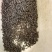 黑蚂蚁长白山野生黑蚂蚁个头大无杂质包邮
