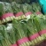 河北邯郸产地精品小白菜，颜色绿油油，质量保证，发往全国