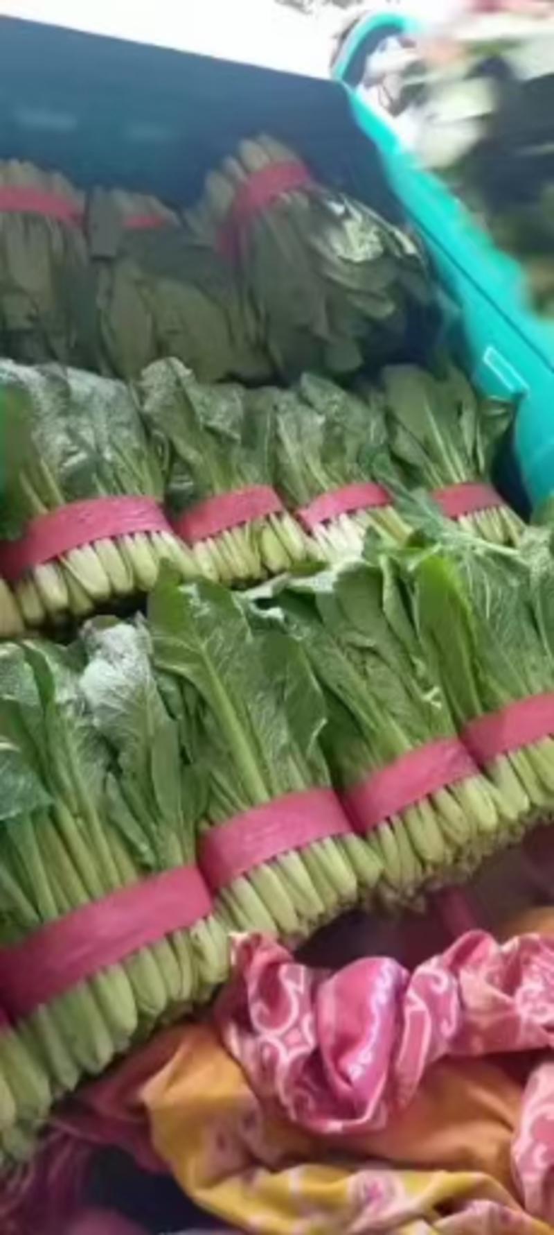 河北邯郸产地精品小白菜，颜色绿油油，质量保证，发往全国