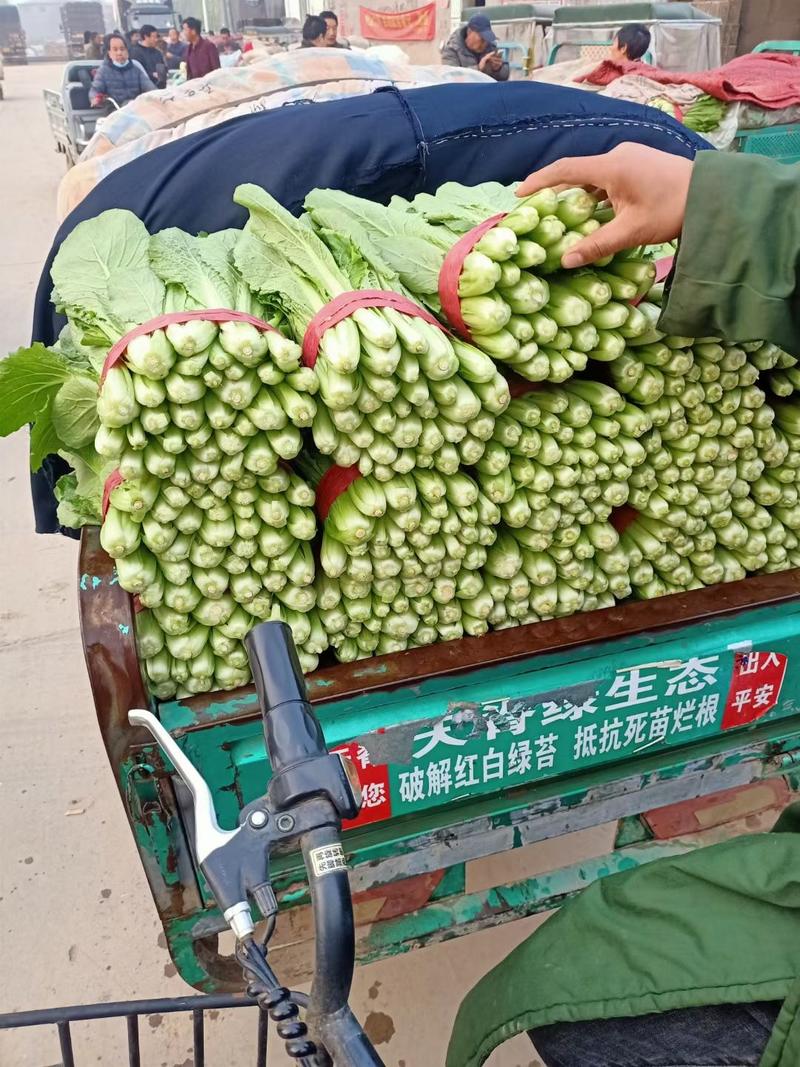 河北邯郸产地精品小白菜，颜色绿油油，质量保证，发往全国