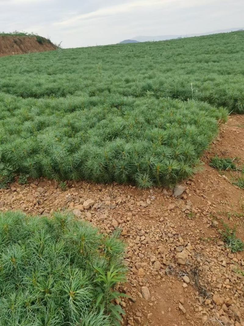 基地供应华山松湿地松小袋苗大袋苗基地直供薄利多销