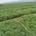 基地供应华山松湿地松小袋苗大袋苗基地直供薄利多销