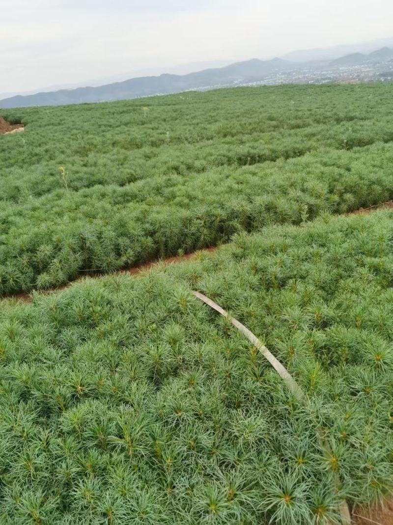 基地供应华山松湿地松小袋苗大袋苗基地直供薄利多销
