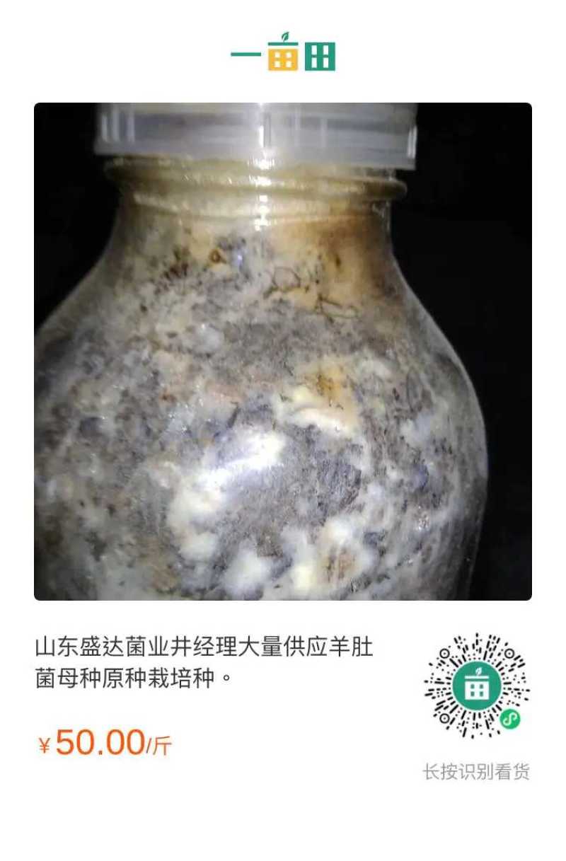 山东盛达菌业供应羊肚菌母种原种栽培种及菌需用品