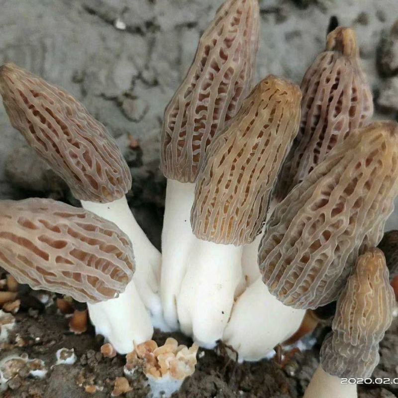 山东盛达菌业供应羊肚菌母种原种栽培种及菌需用品