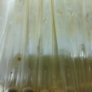 山东盛达菌业供应羊肚菌母种原种栽培种及菌需用品