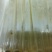 山东盛达菌业供应羊肚菌母种原种栽培种及菌需用品