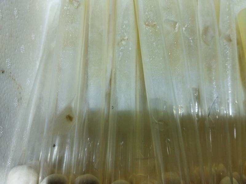 山东盛达菌业供应羊肚菌母种原种栽培种及菌需用品