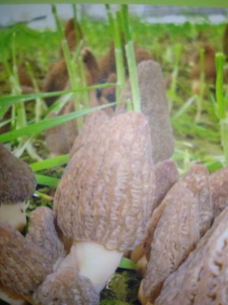山东盛达菌业供应羊肚菌母种原种栽培种及菌需用品