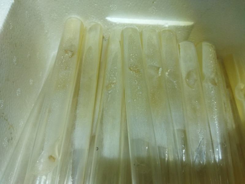 山东盛达菌业供应羊肚菌母种原种栽培种及菌需用品