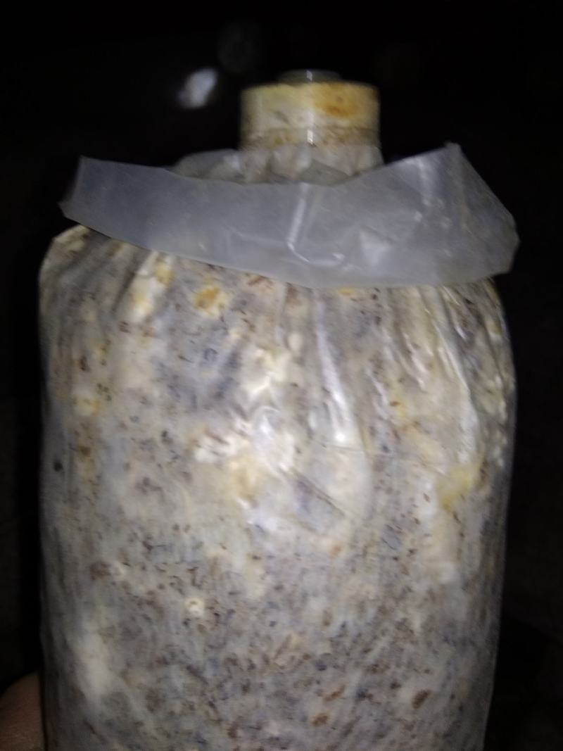 山东盛达菌业供应羊肚菌母种原种栽培种及菌需用品