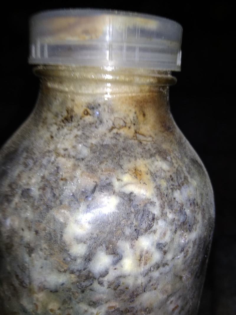 山东盛达菌业供应羊肚菌母种原种栽培种及菌需用品