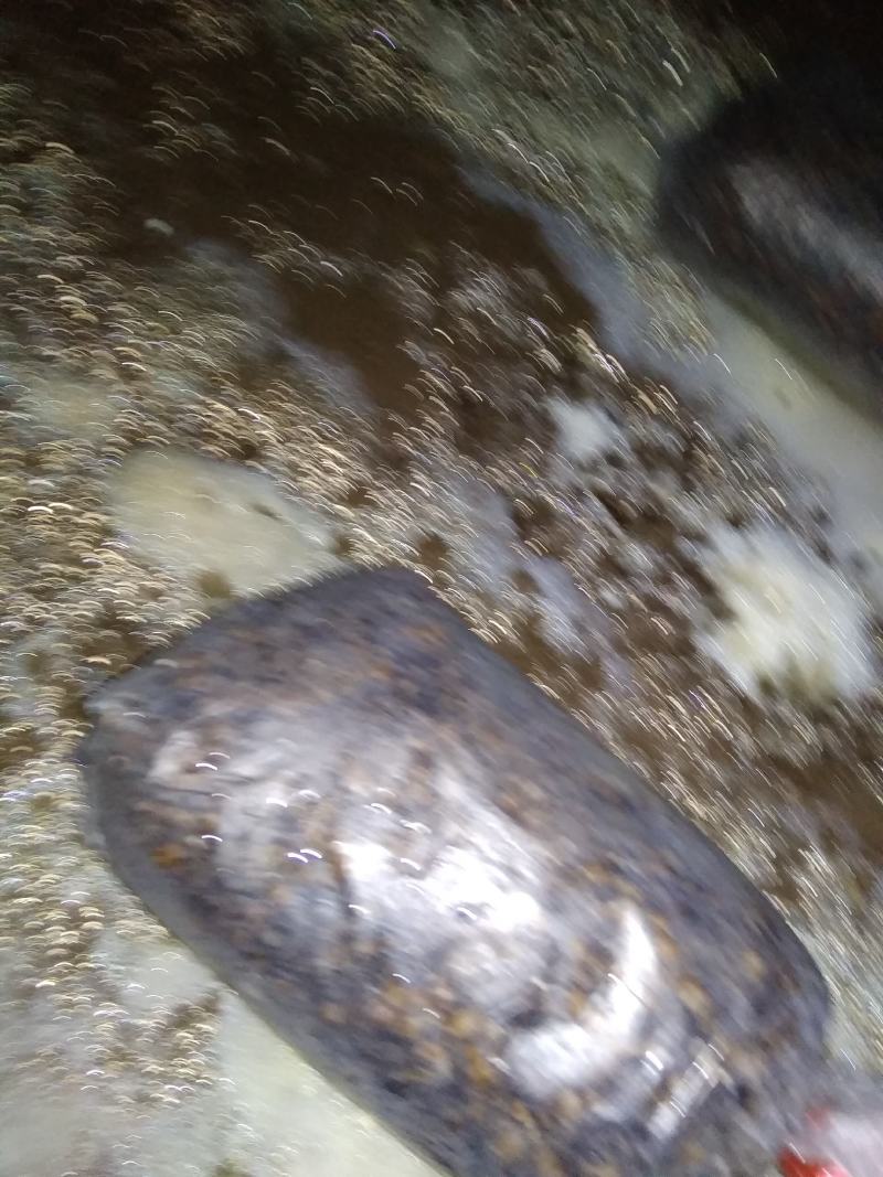 山东盛达菌业供应羊肚菌母种原种栽培种及菌需用品