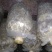 山东盛达菌业供应羊肚菌母种原种栽培种及菌需用品