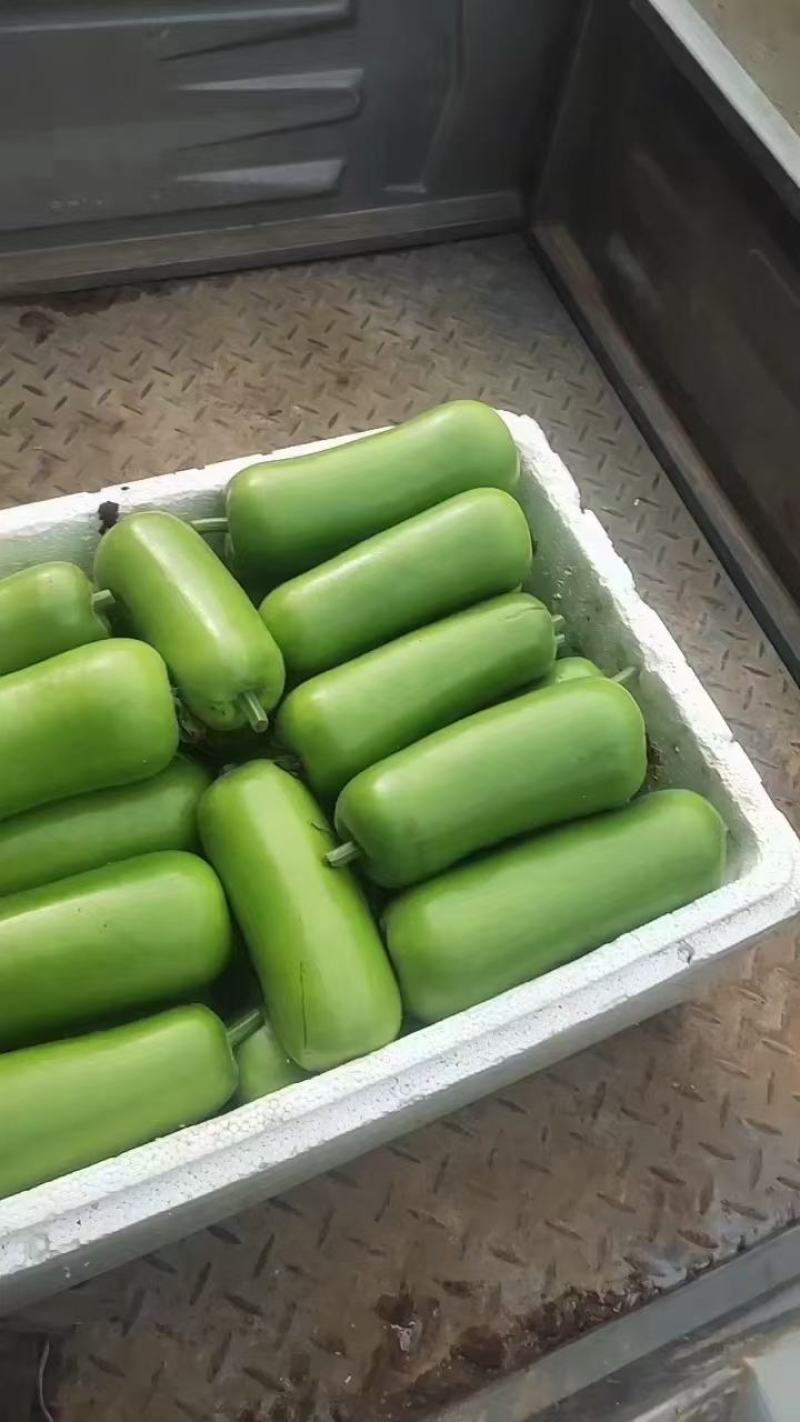 河北邯郸产地瓠瓜，质量保证，欢迎全国商超采购