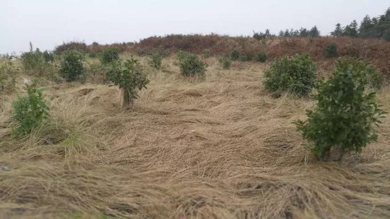鼠茅草种果园绿肥鼠茅草草种鼠茅草种子鼠毛草种籽