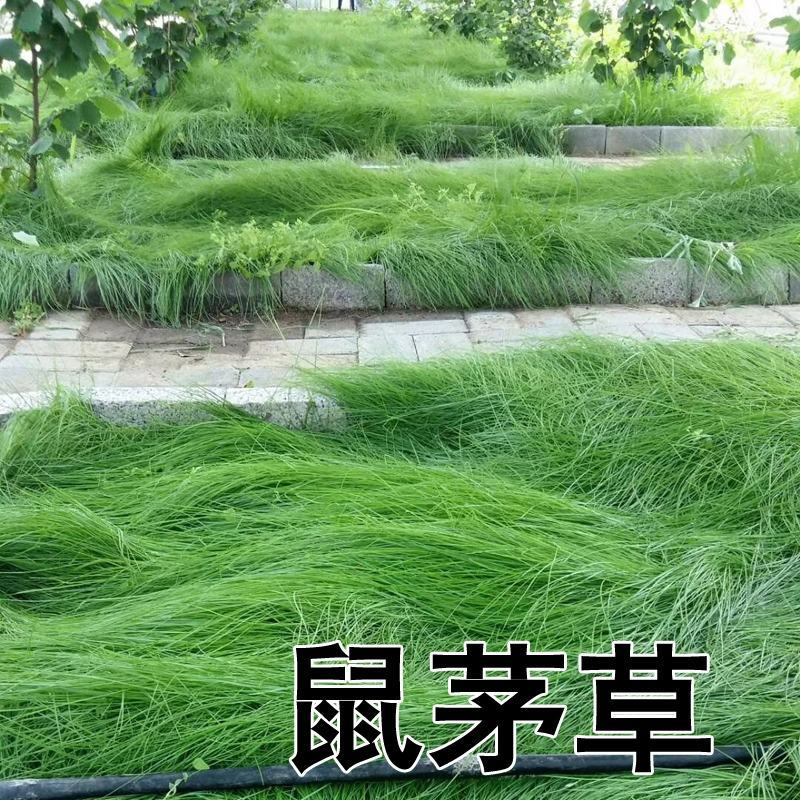鼠茅草种果园绿肥鼠茅草草种鼠茅草种子鼠毛草种籽