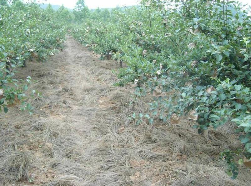 鼠茅草种果园绿肥鼠茅草草种鼠茅草种子鼠毛草种籽