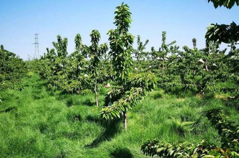 鼠茅草种果园绿肥鼠茅草草种鼠茅草种子鼠毛草种籽