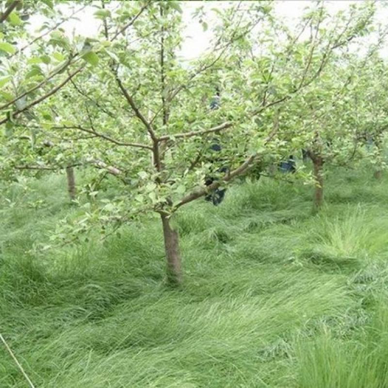 鼠茅草种果园绿肥鼠茅草草种鼠茅草种子鼠毛草种籽