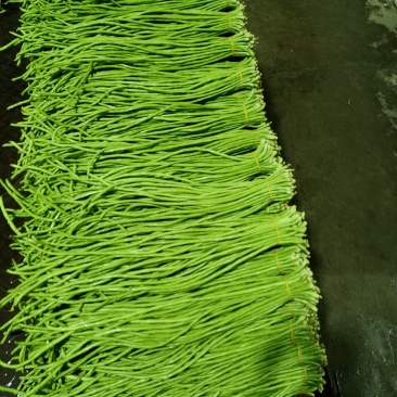 泡豇豆豇豆豇豆豇豆豇豆豇豆豇豆豇豆豇豆豇豆豇豆豇