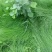 鼠茅草种子鼠毛草果园树林绿肥防止杂草籽秋季播种散装绿肥