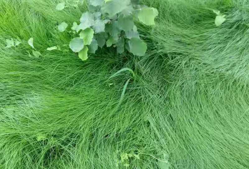 鼠茅草种子鼠毛草果园树林绿肥防止杂草籽秋季播种散装绿肥