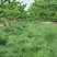 鼠茅草种子鼠毛草果园树林绿肥防止杂草籽秋季播种散装绿肥