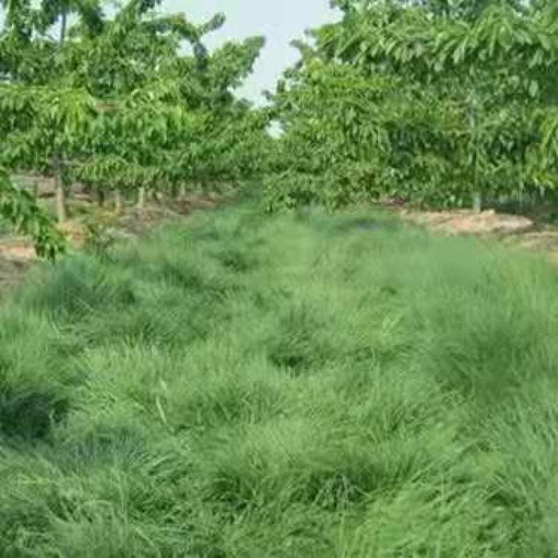 鼠茅草种子鼠毛草果园树林绿肥防止杂草籽秋季播种散装绿肥