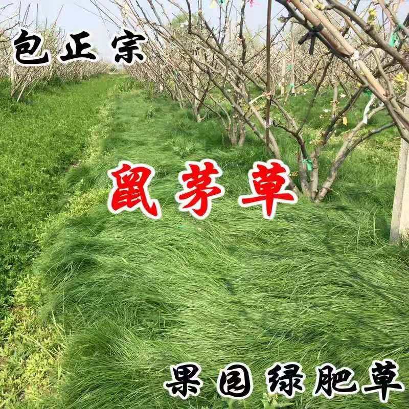 鼠茅草种子鼠毛草果园树林绿肥防止杂草籽秋季播种散装绿肥