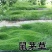 鼠茅草种子鼠毛草果园树林绿肥防止杂草籽秋季播种散装绿肥