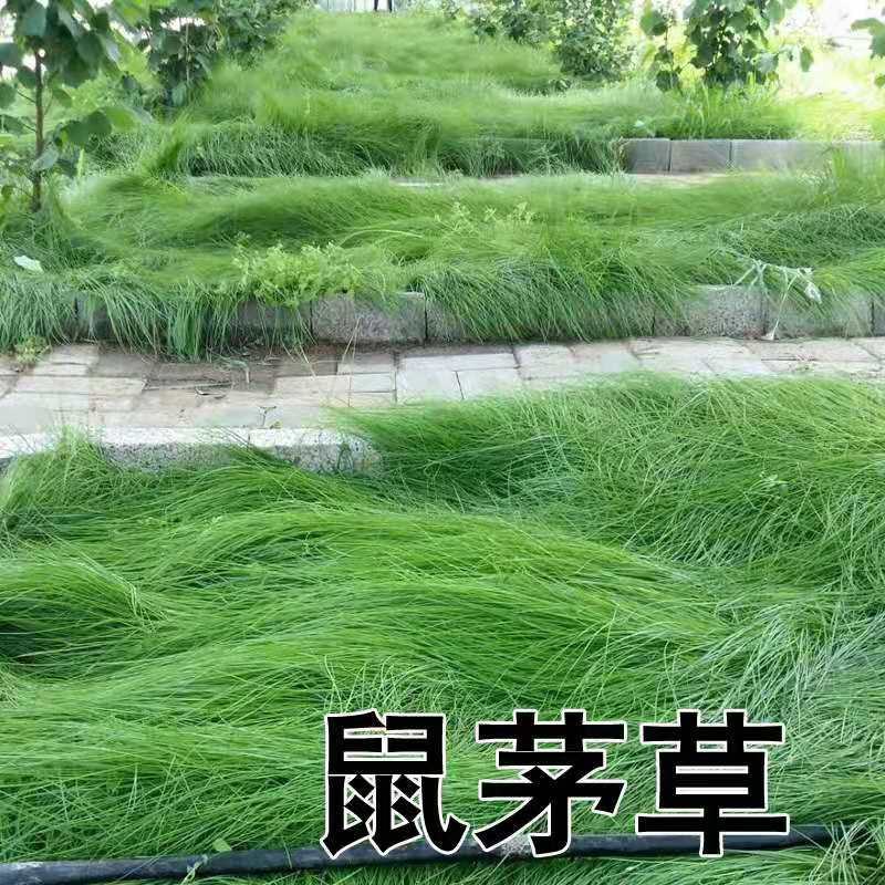 鼠茅草种子鼠毛草果园树林绿肥防止杂草籽秋季播种散装绿肥