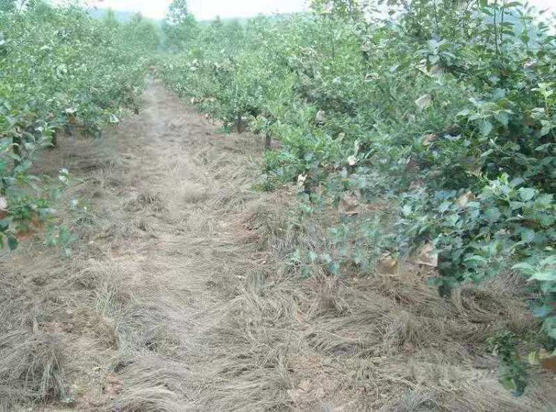 鼠茅草种子鼠毛草果园树林绿肥防止杂草籽秋季播种散装绿肥
