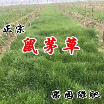 鼠茅草种子鼠毛草果园树林绿肥防止杂草籽秋季播种散装绿肥