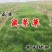 鼠茅草种子鼠毛草果园树林绿肥防止杂草籽秋季播种散装绿肥