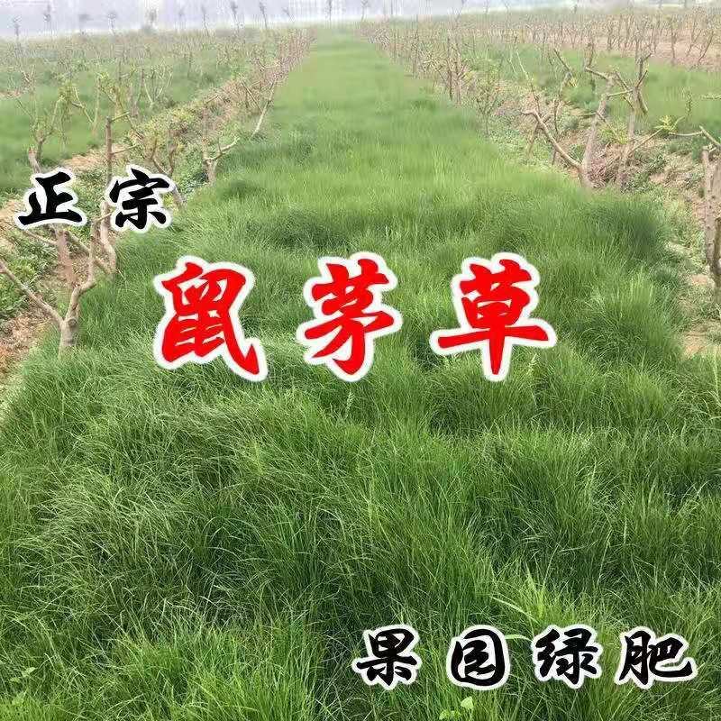 鼠茅草种子鼠毛草果园树林绿肥防止杂草籽秋季播种散装绿肥