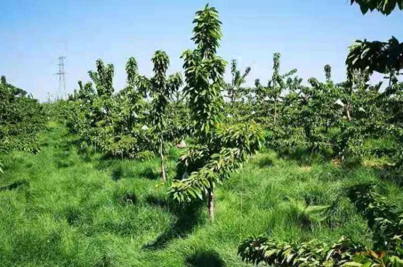 鼠茅草种子鼠毛草果园树林绿肥防止杂草籽秋季播种散装绿肥
