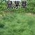 鼠茅草种子鼠毛草果园树林绿肥防止杂草籽秋季播种散装绿肥