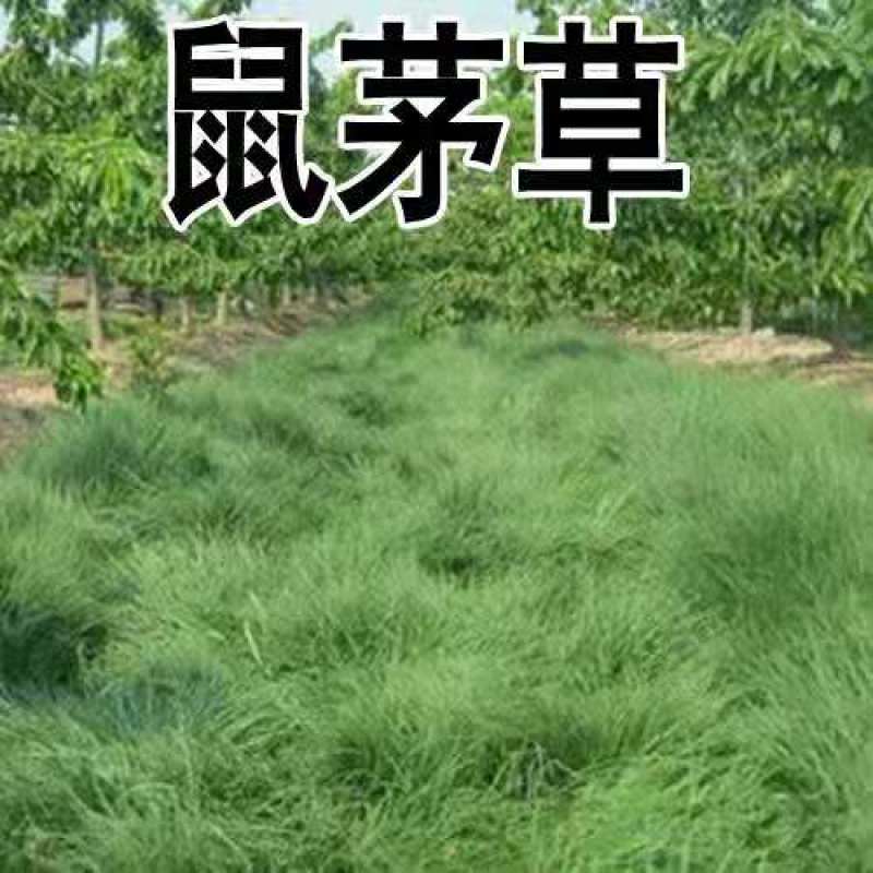 鼠茅草种子鼠毛草果园树林绿肥防止杂草籽秋季播种散装绿肥