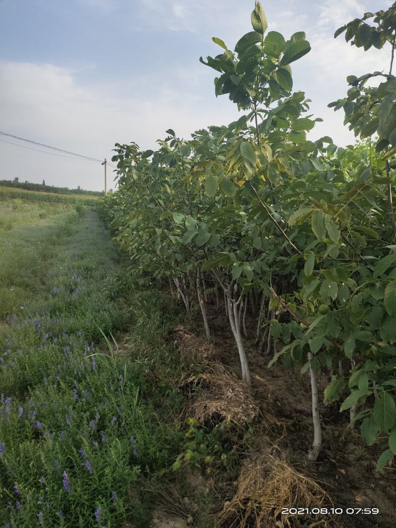 批发香玲薄皮核桃苗1公分2公分2.5公分3公分已挂果