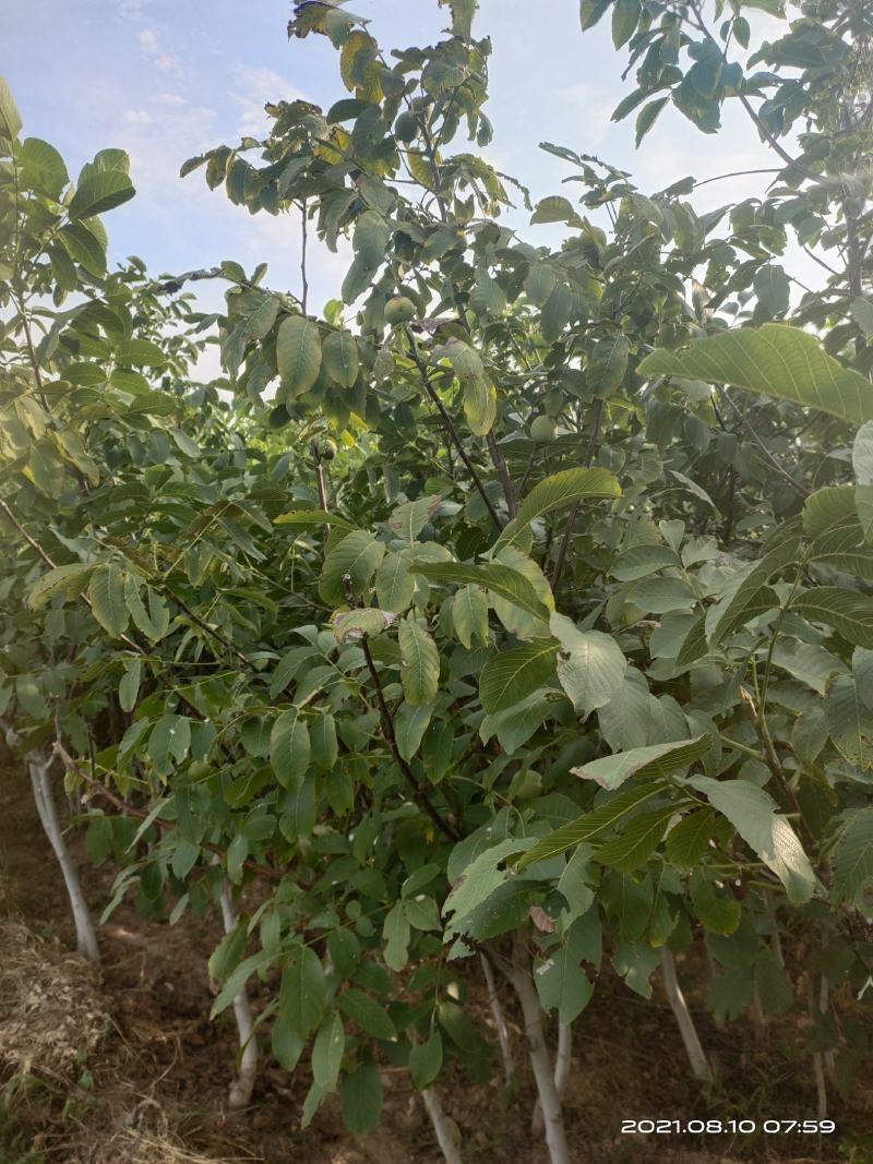 批发香玲薄皮核桃苗1公分2公分2.5公分3公分已挂果