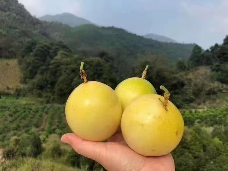 黄金百香果青色果实特写