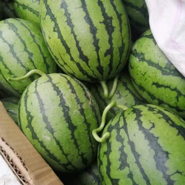 早春红玉，2K大量上市，皮薄，翠甜，基地货源，代发全国