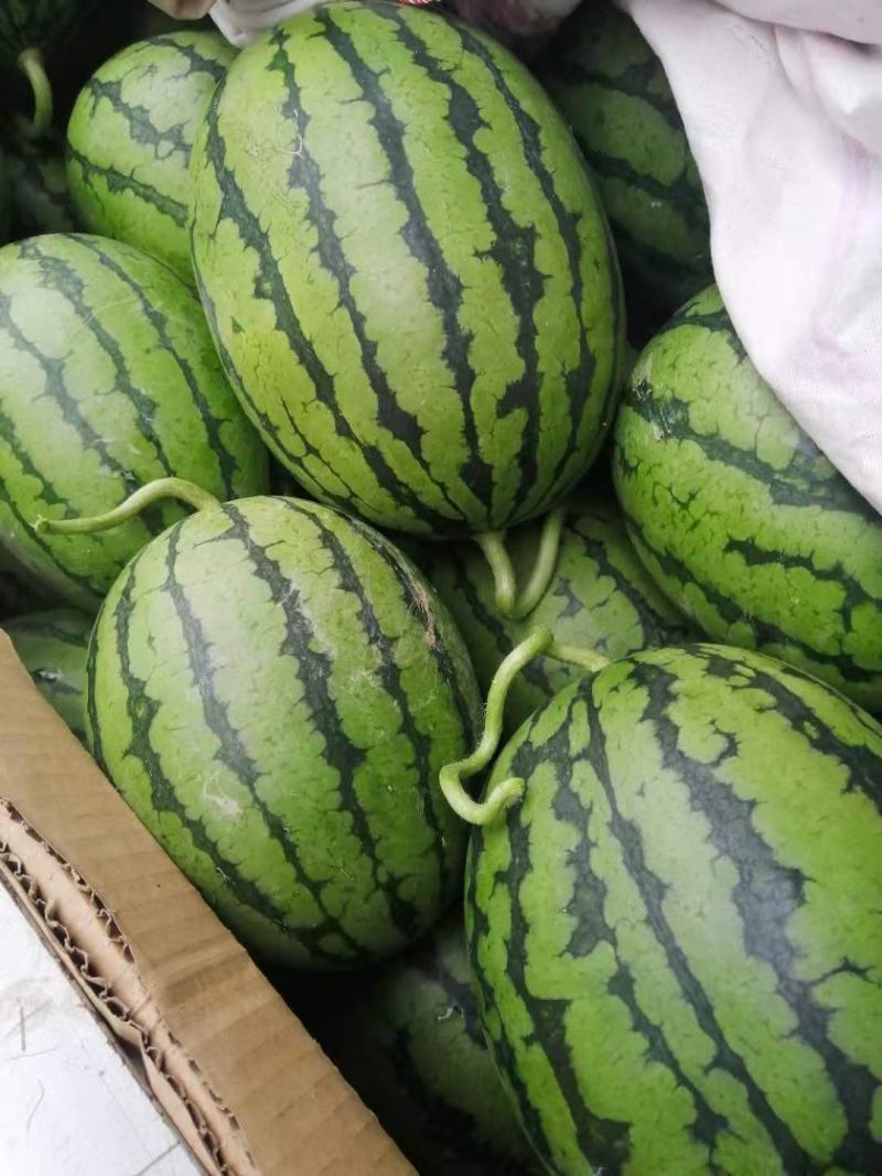 早春红玉，2K大量上市，皮薄，翠甜，基地货源，代发全国
